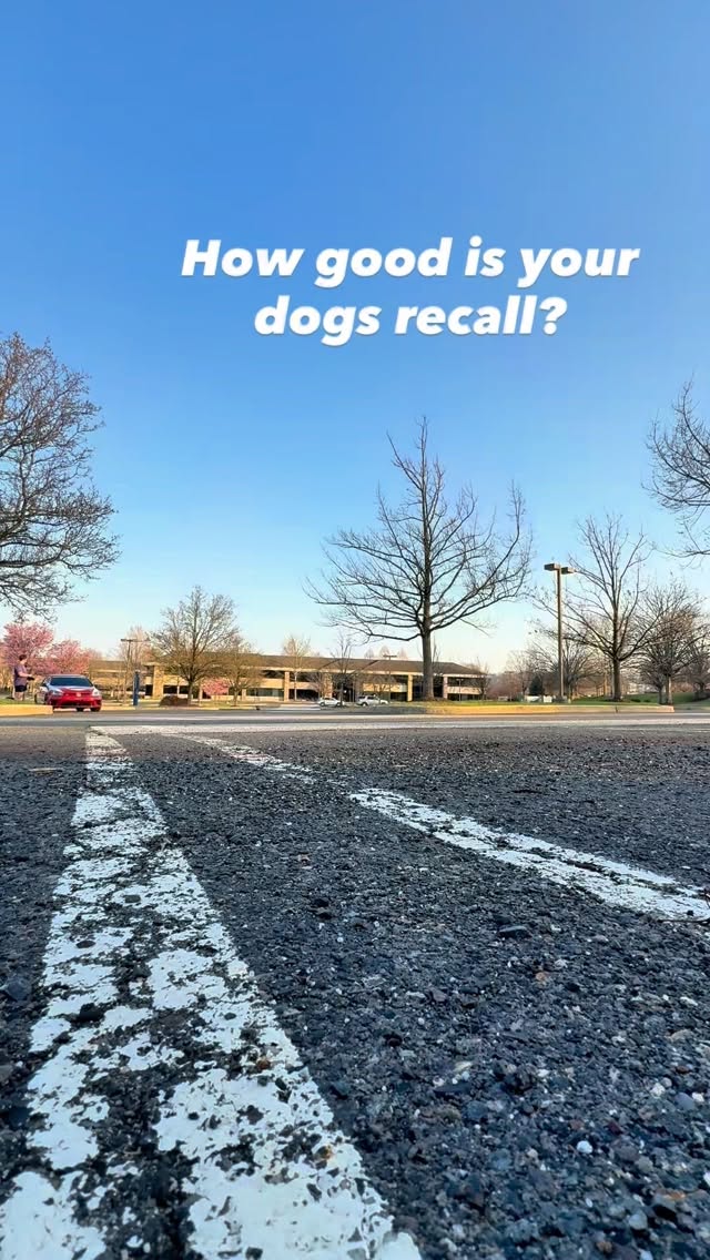 What’s your dog’s recall look like, Sniff and Shift on Instagram