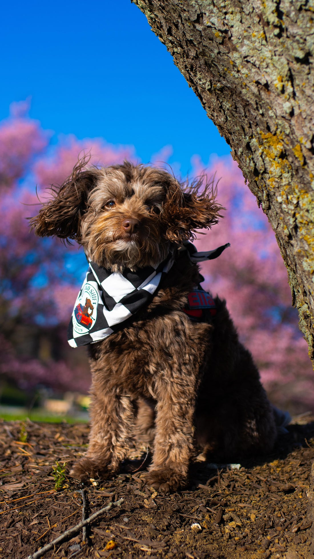 Welcome to our new segment… Driving with Ella, Sniff and Shift on Instagram