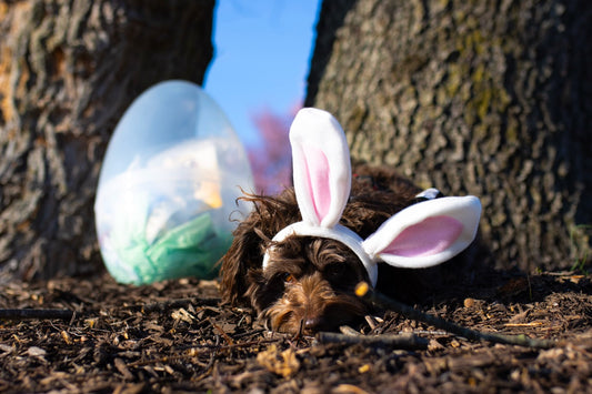 Happy Easter from our co-pilot, Sniff and Shift on Instagram