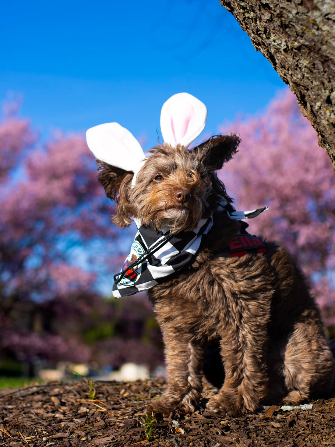 Who needs the Easter Bunny when you’ve got Ella hopping into your, Sniff and Shift on Instagram