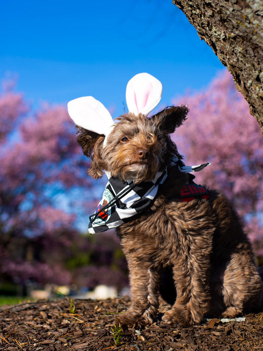 Who needs the Easter Bunny when you’ve got Ella hopping into your, Sniff and Shift on Instagram
