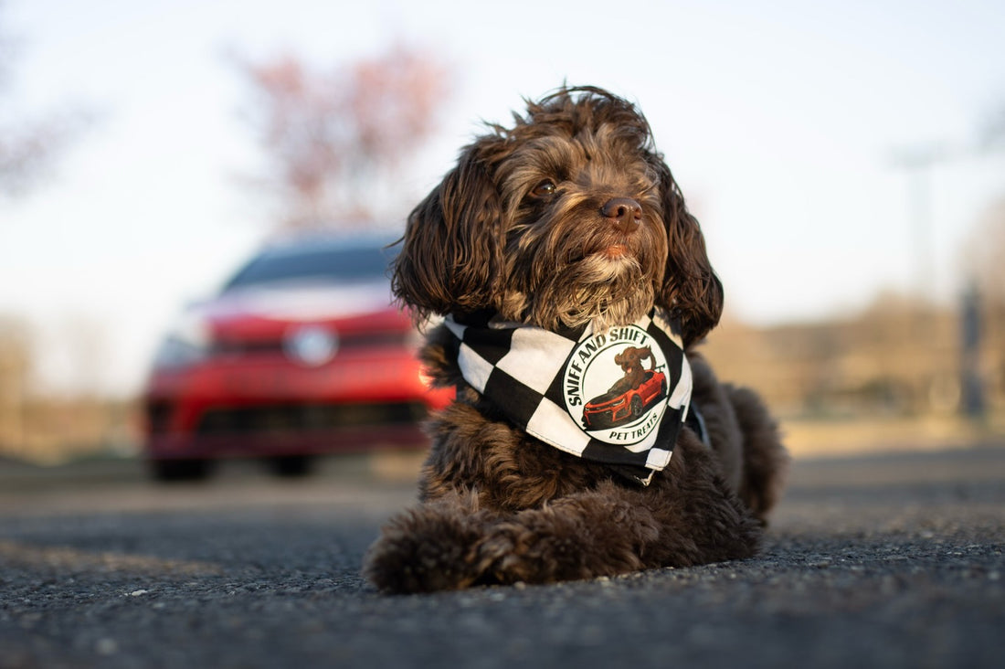 It’s that time of year again… when Ella really shines, Sniff and Shift on Instagram