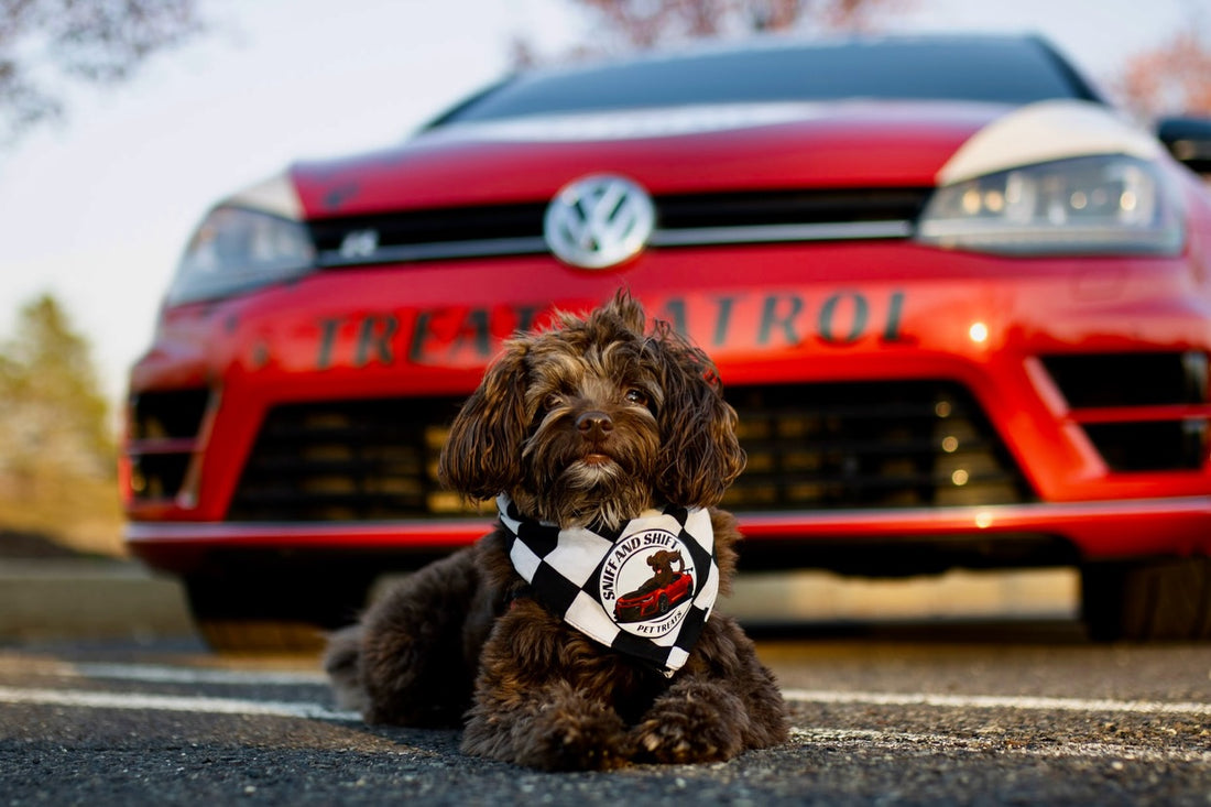On duty with the Treat Patrol, Sniff and Shift on Instagram