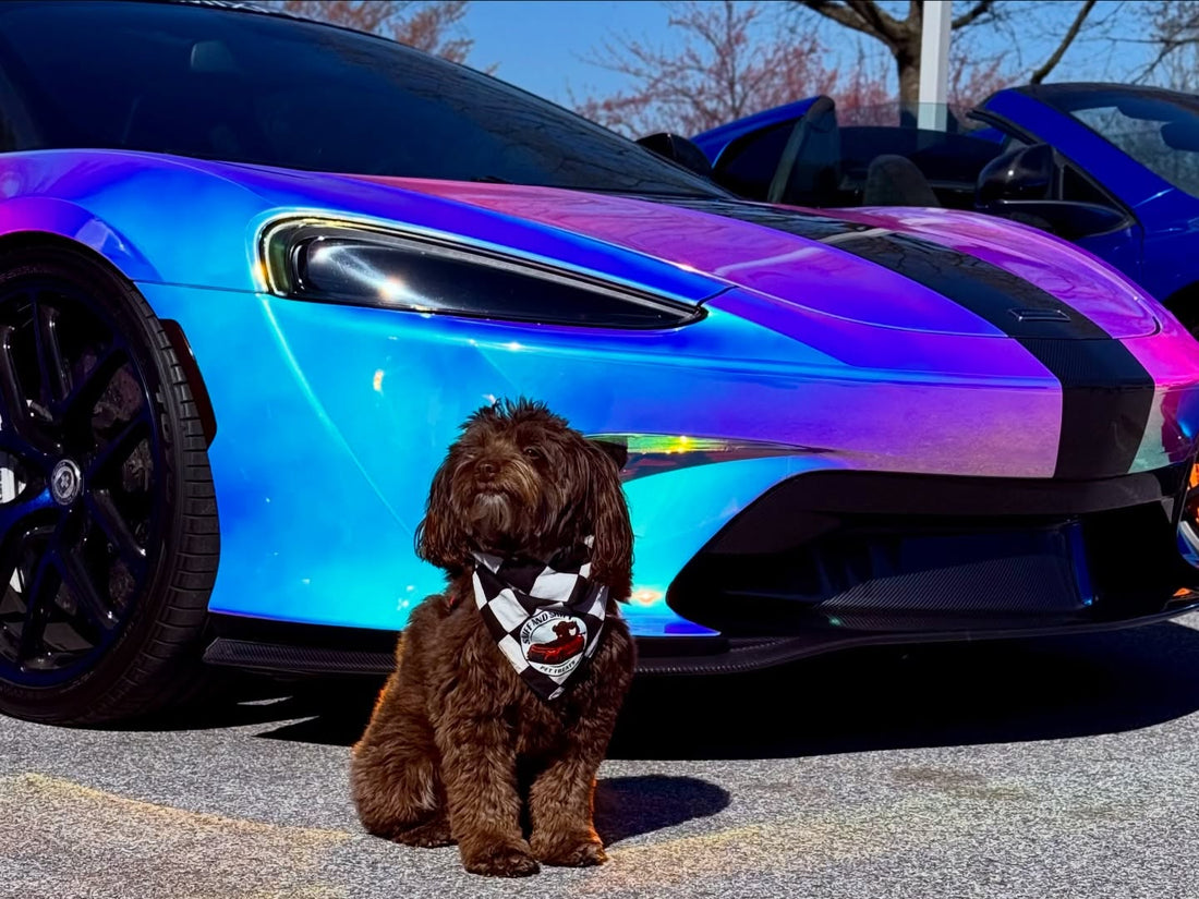 Ella’s schedule, Sniff and Shift on Instagram