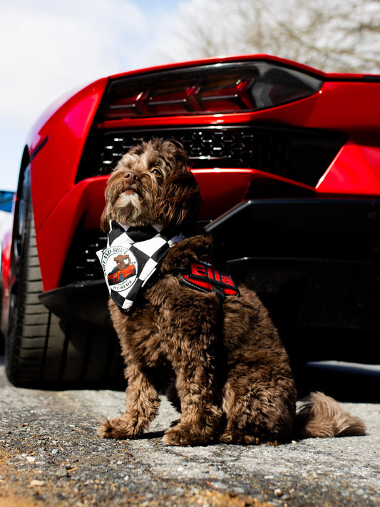 Red isn’t just a color… it’s Ella’s signature, Sniff and Shift on Instagram