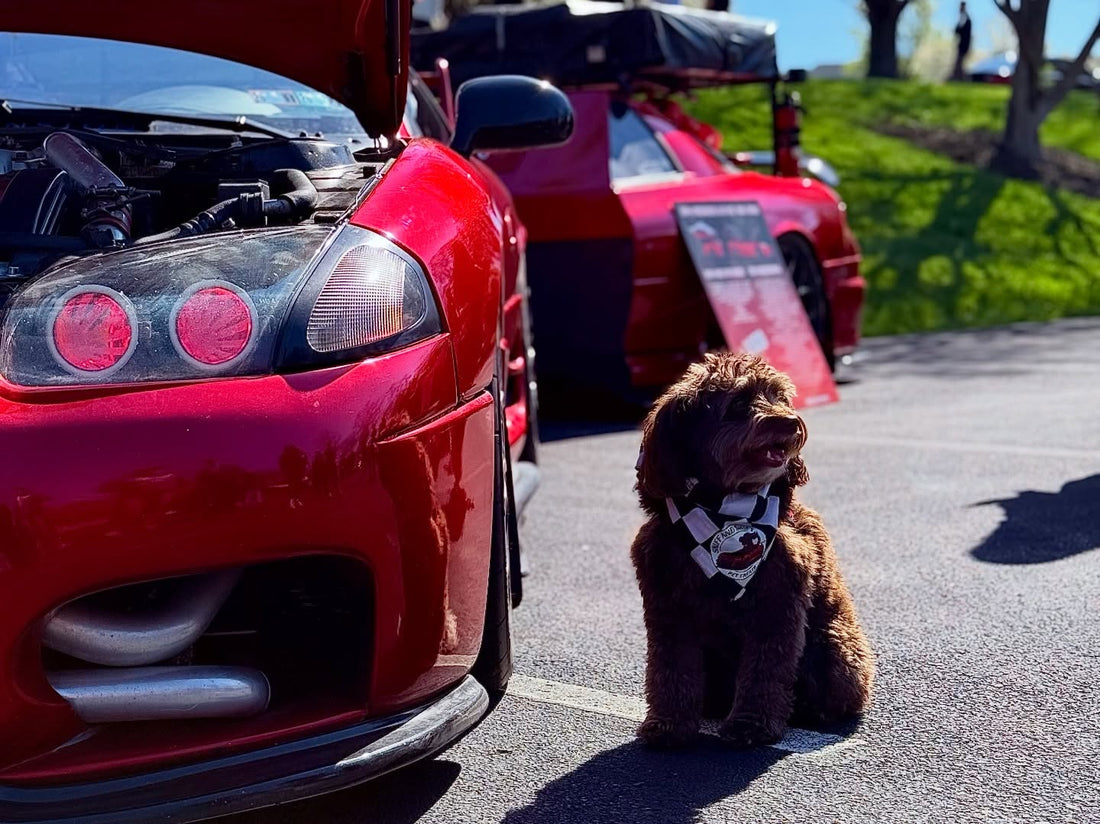 I think Ella needs a setup like this ASAP… imagine the photos, Sniff and Shift on Instagram