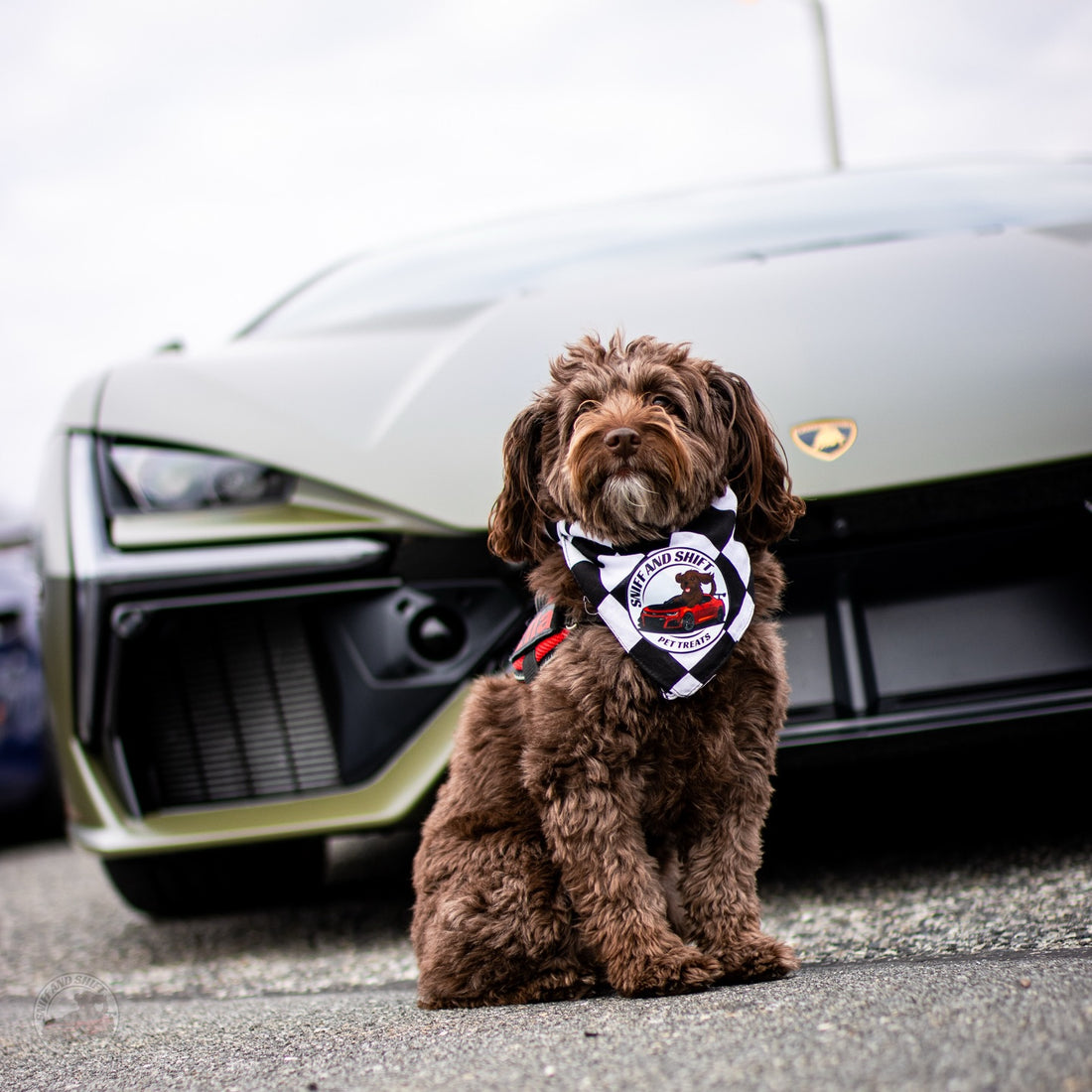 Ella’s ready to clock in for Cruise Weekend… model mode activated, Sniff and Shift on Instagram