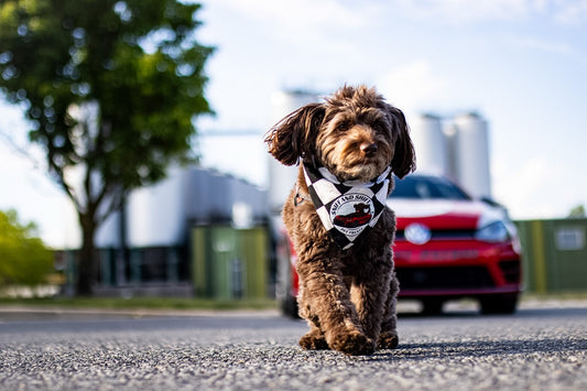 Ella is ready for the weekend, Sniff and Shift on Instagram