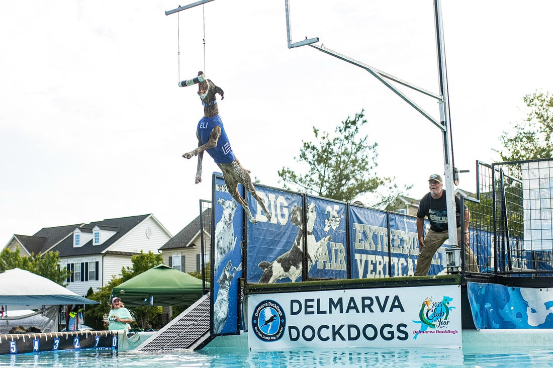 One of our favorite things about dock diving is that age is just a, Sniff and Shift on Instagram