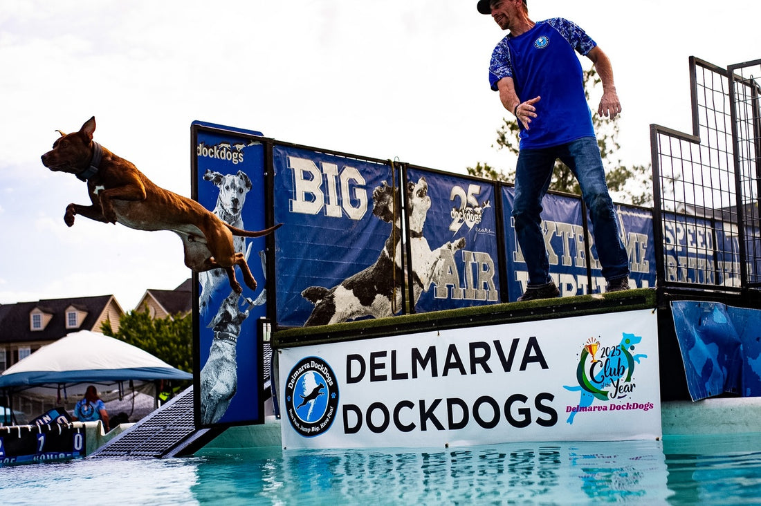 Does your dog have what it takes to fly high this weekend, Sniff and Shift on Instagram