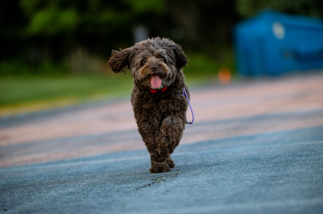 The second Ella hears the word “treats”… she’s already on her way, Sniff and Shift on Instagram