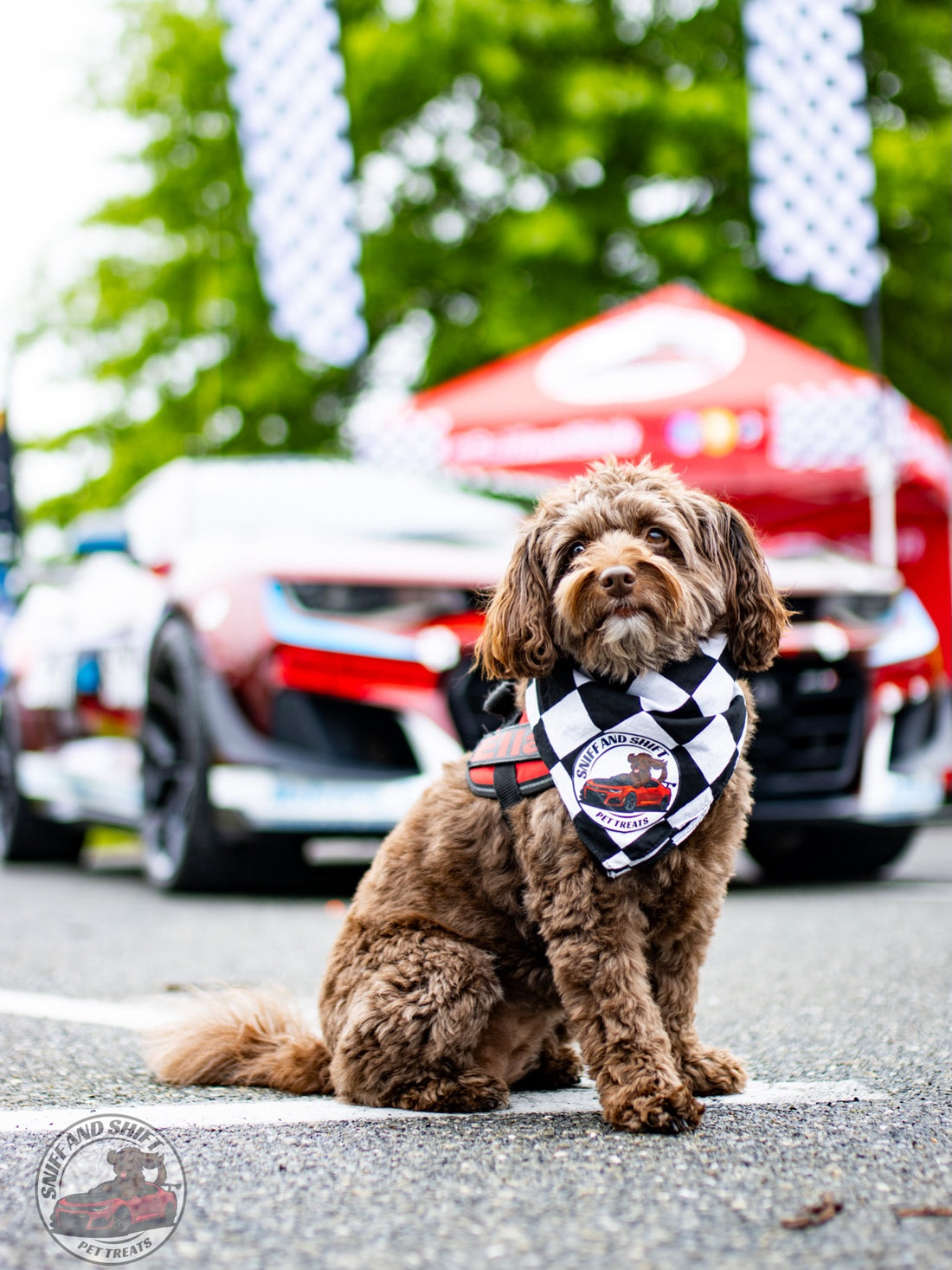 Happy 4th of July from our pack to yours, Sniff and Shift on Instagram