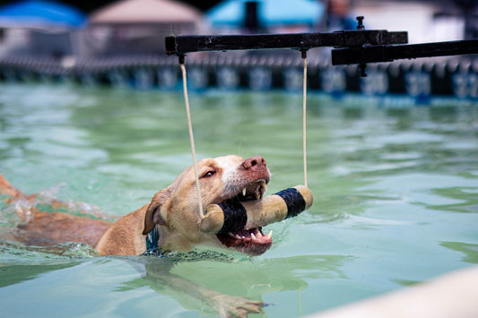 Proof that determination comes in four legs, Sniff and Shift on Instagram
