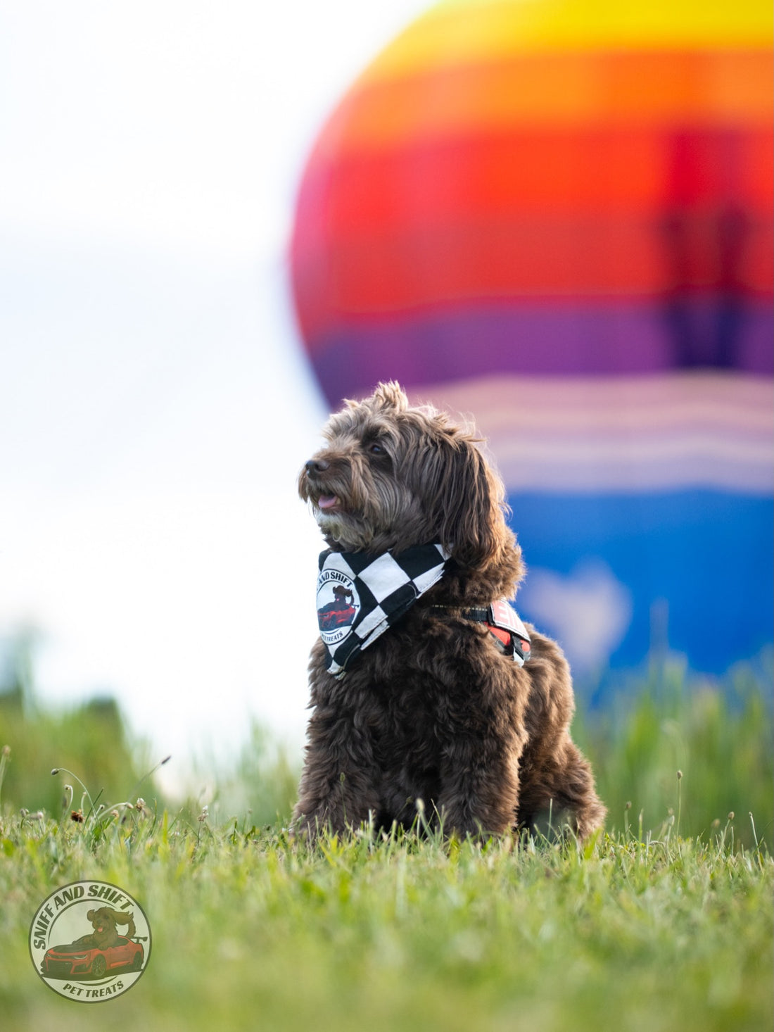 Up, up, and away…, Sniff and Shift on Instagram