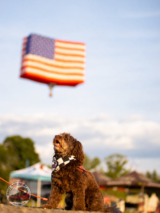 Stars, stripes, and the best co-pilot around, Sniff and Shift on Instagram