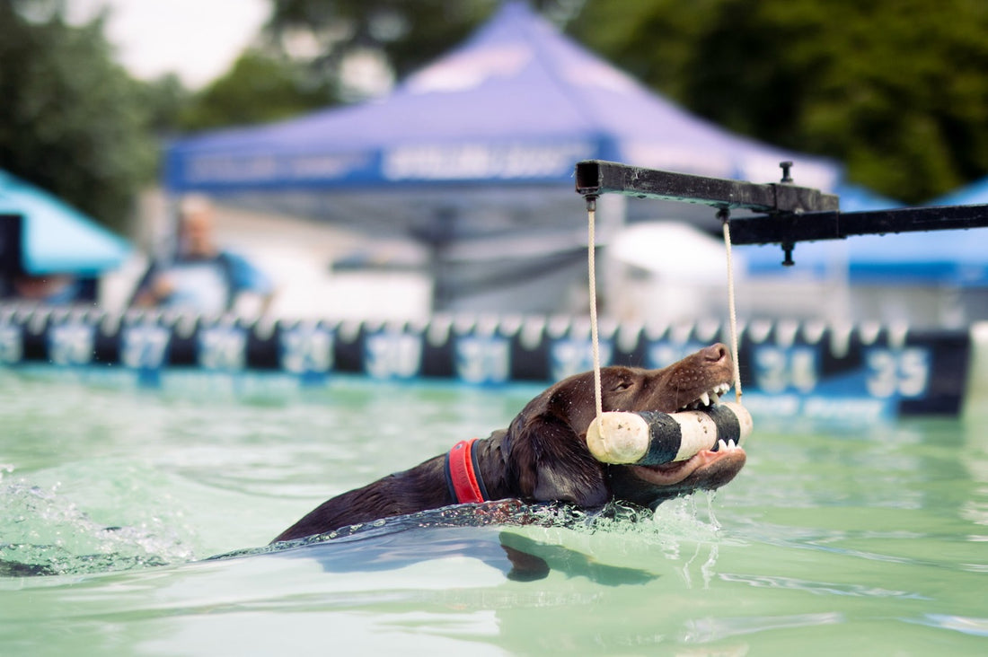 Some dogs chase squirrels, Sniff and Shift on Instagram