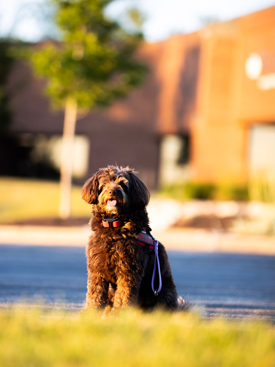 Golden hour with the best copilot, Sniff and Shift on Instagram