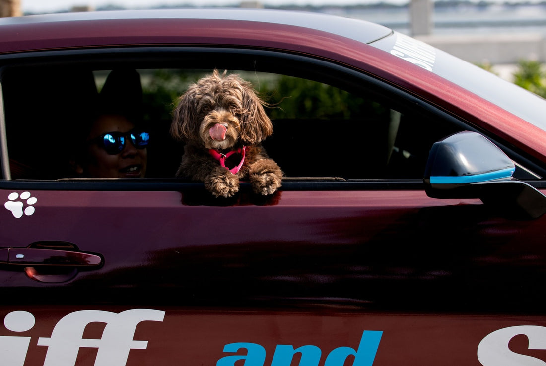 Life moves fast, Sniff and Shift on Instagram
