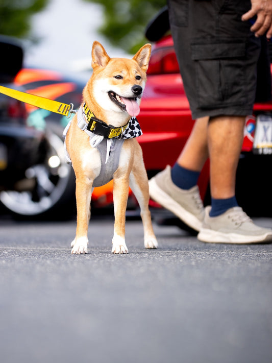 Some cars turn heads, Sniff and Shift on Instagram