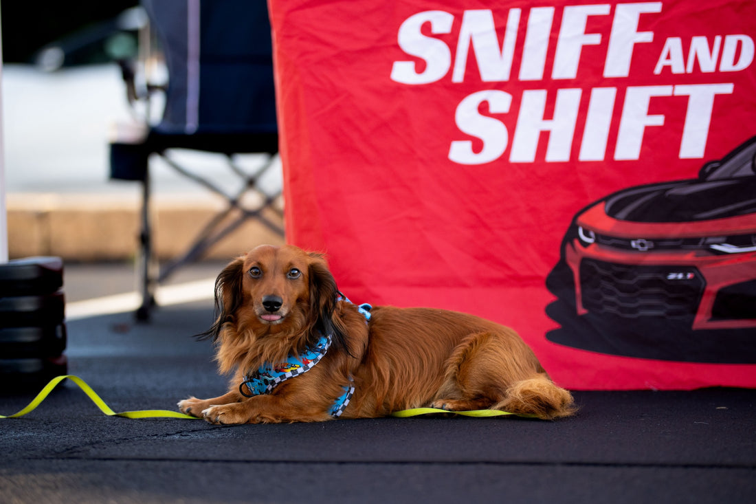 Meet another one of our amazing Sniff and Shift Copilots, Ollie, Sniff and Shift on Instagram