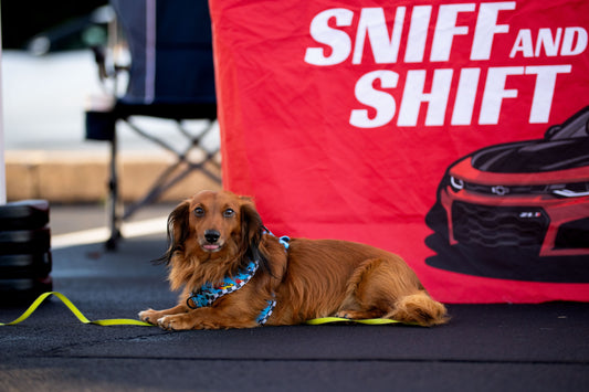 Meet another one of our amazing Sniff and Shift Copilots, Ollie, Sniff and Shift on Instagram