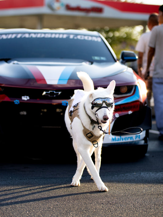 It’s National Dog Day, Sniff and Shift on Instagram