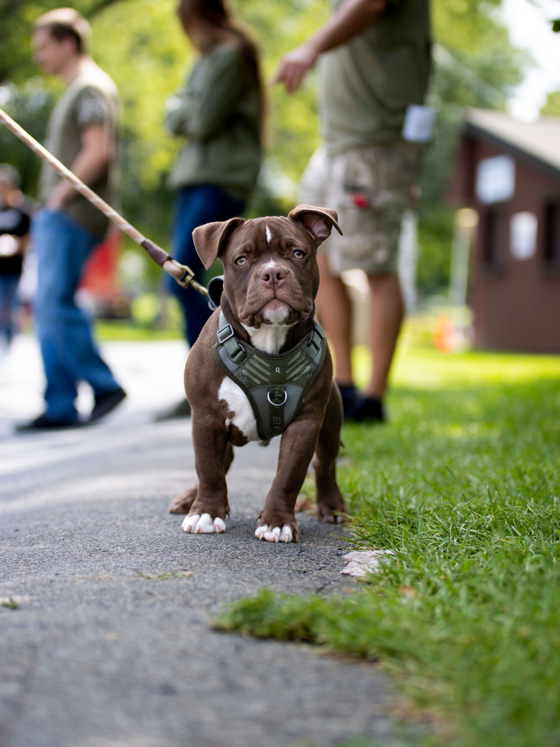 That face says, “I was promised treats for this.”, Sniff and Shift on Instagram