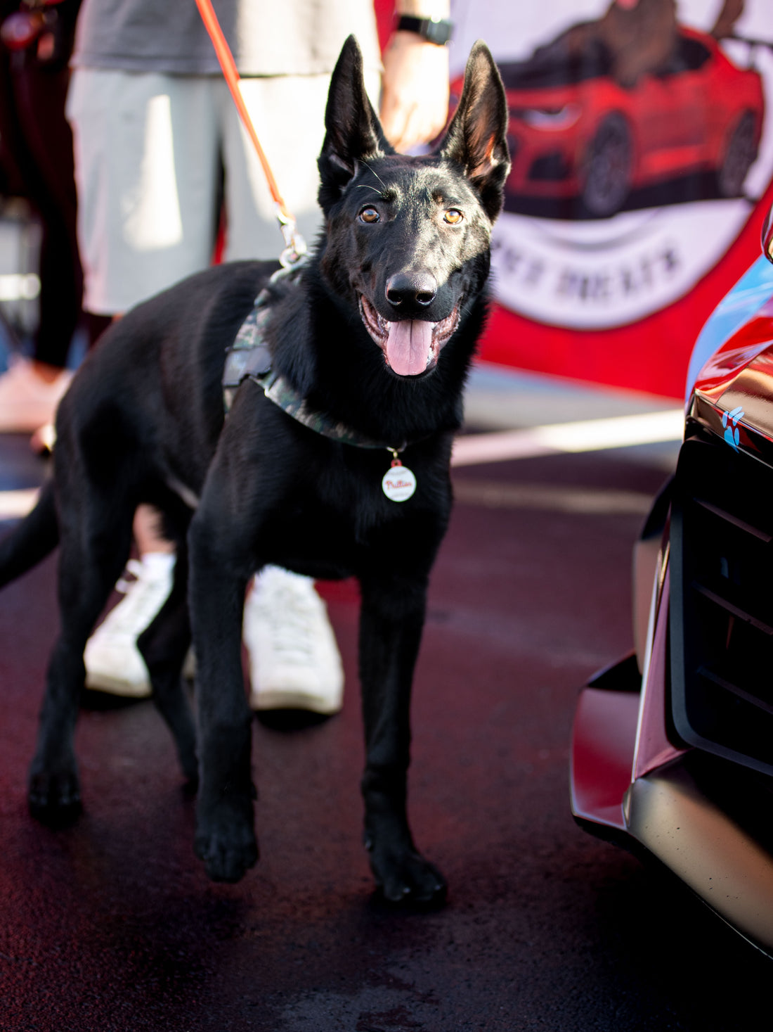 Meet Shadow, the newest Sniff and Shift copilot, Sniff and Shift on Instagram