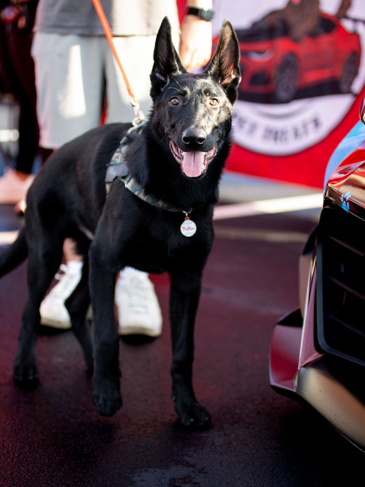 Meet Shadow, the newest Sniff and Shift copilot, Sniff and Shift on Instagram