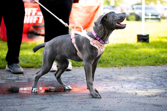 Are you more excited to see the cars or the dogs this weekend, Sniff and Shift on Instagram