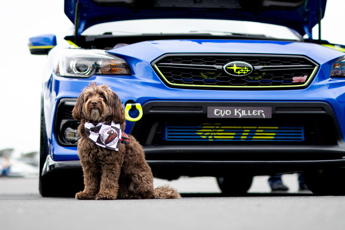 The Subaru says “Evo Killer.” Ella would like everyone to know, Sniff and Shift on Instagram