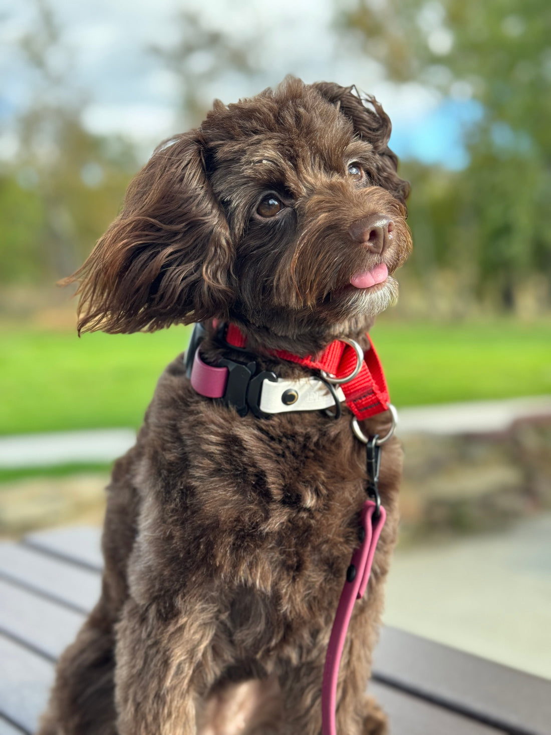 Dog beside a delivered order, weighing marketplace convenience against local shops