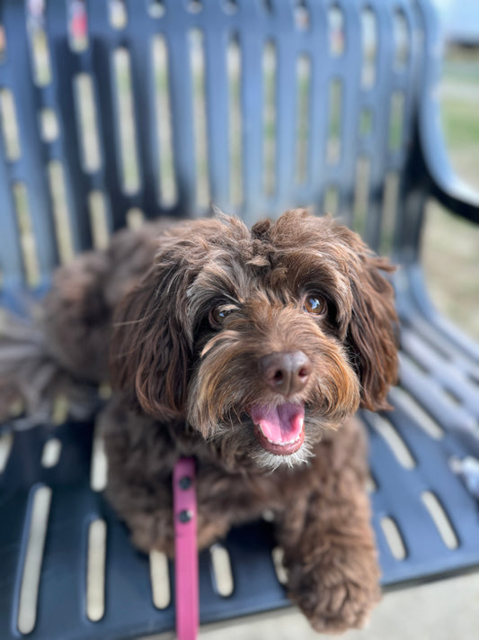 Young puppy that deserves a responsibly sourced, healthy start