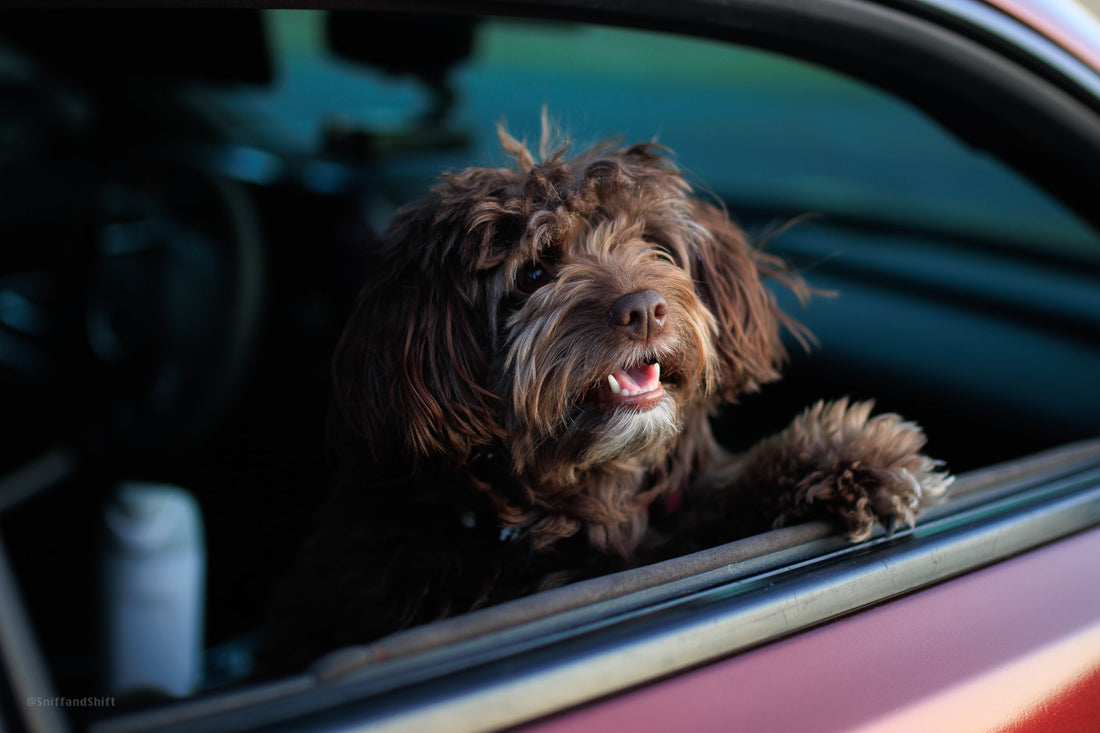 Fall Foliage Drives With the Dog: Chester County Roads