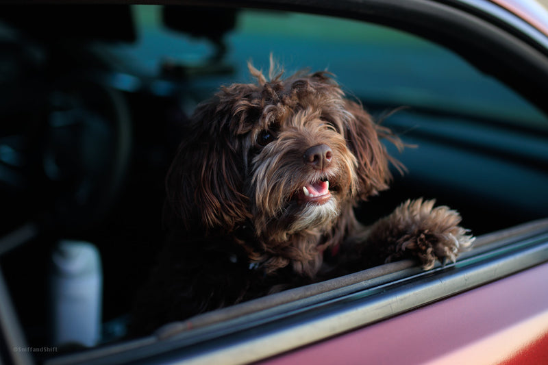 Fall Foliage Drives With the Dog: Chester County Roads