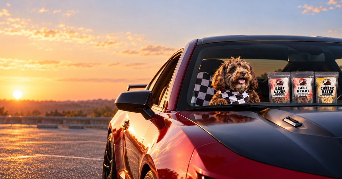 Ella in a checkered flag bandana in the red Camaro at sunset with treat pouches on the dash