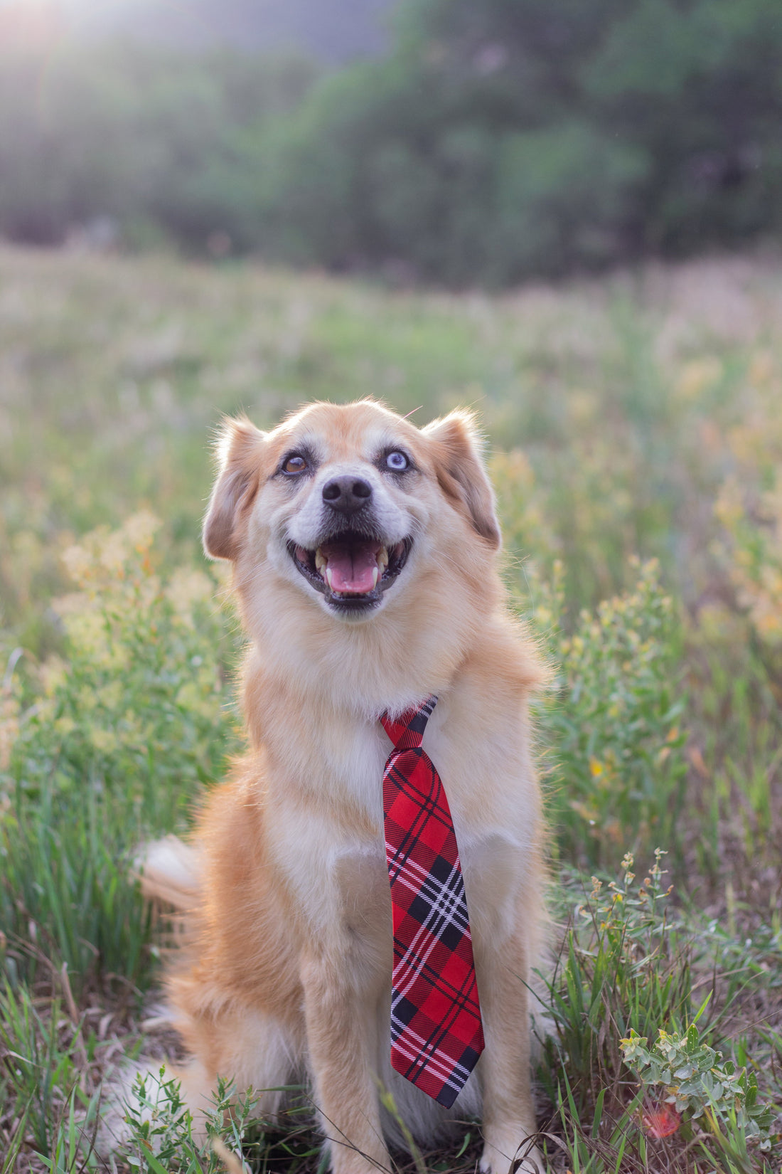 Festive dog dressed up for the holidays during Sniff and Shift's 24 Days of Shiftmas