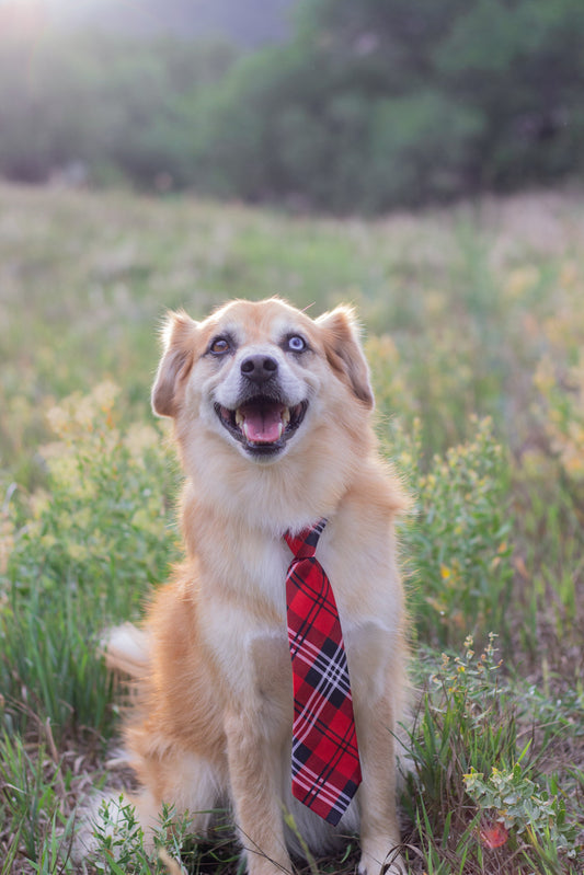 Festive dog dressed up for the holidays during Sniff and Shift's 24 Days of Shiftmas