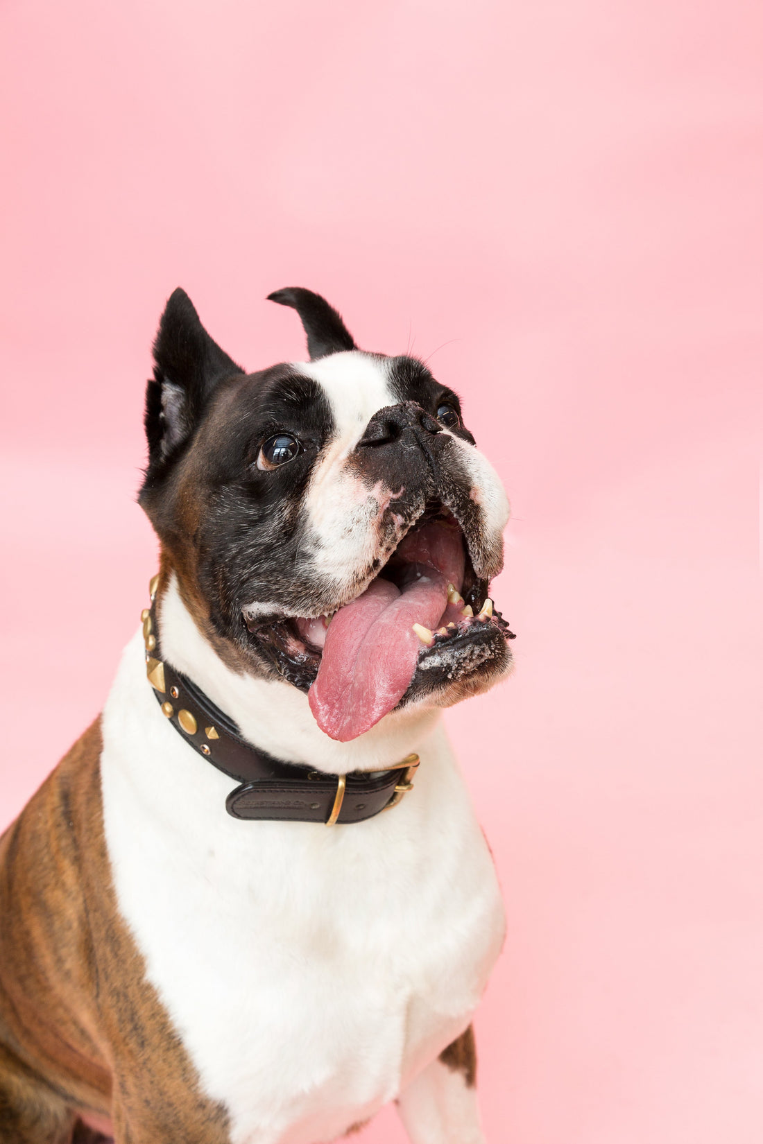 Happy dog ready for a tailgate with the right pet supplies