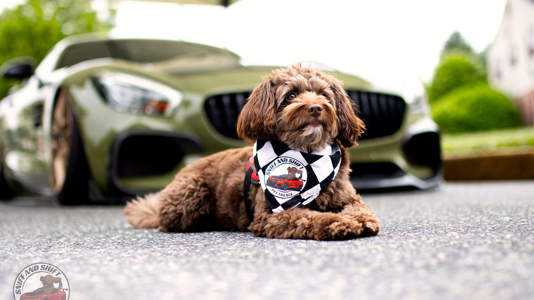 Sniff and Shift doodle posing with a Mercedes-AMG GT at a car meet