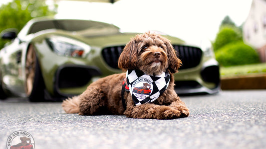 Sniff and Shift doodle posing with a Mercedes-AMG GT at a car meet