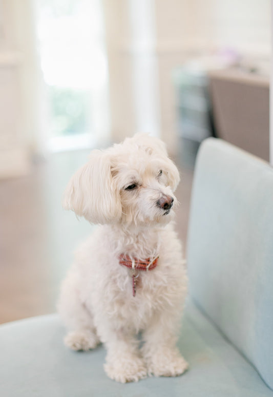 Small dog dressed up to celebrate a holiday with its family