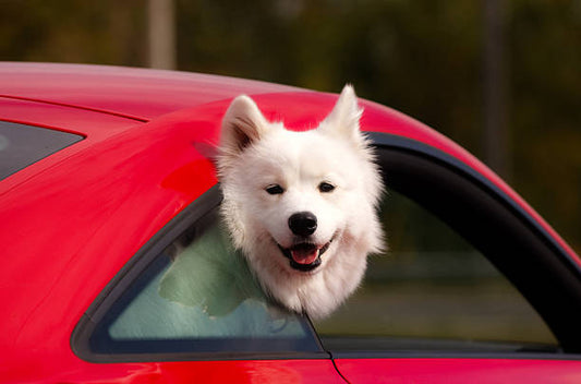 Dog practicing calm car manners during a road trip with a sports car