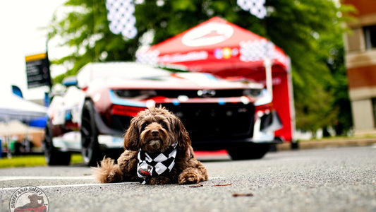 Dog beside a Sniff and Shift freeze-dried treat bag in front of a wrapped car