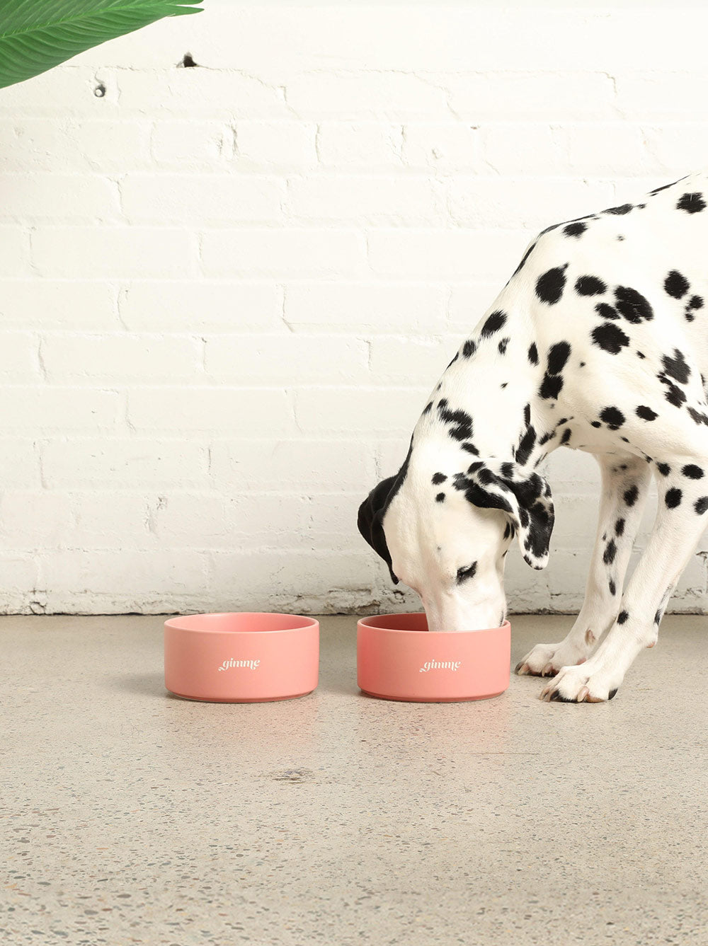 Good Thomas ceramic dog bowl with a Gimme Gimme engraving