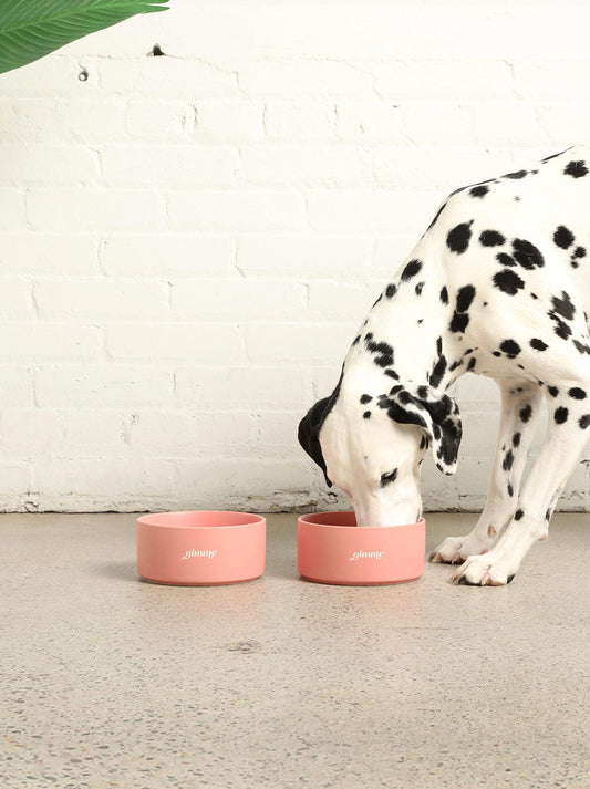 Good Thomas ceramic dog bowl with a Gimme Gimme engraving