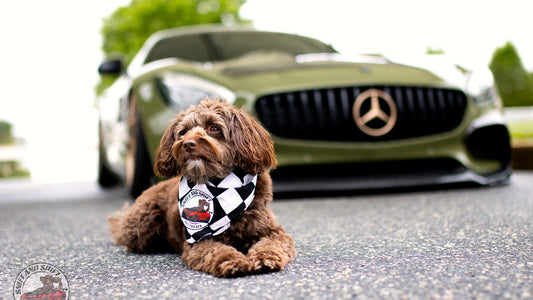Dog eyeing a Sniff and Shift treat bag, a reminder to know safe versus toxic foods for dogs