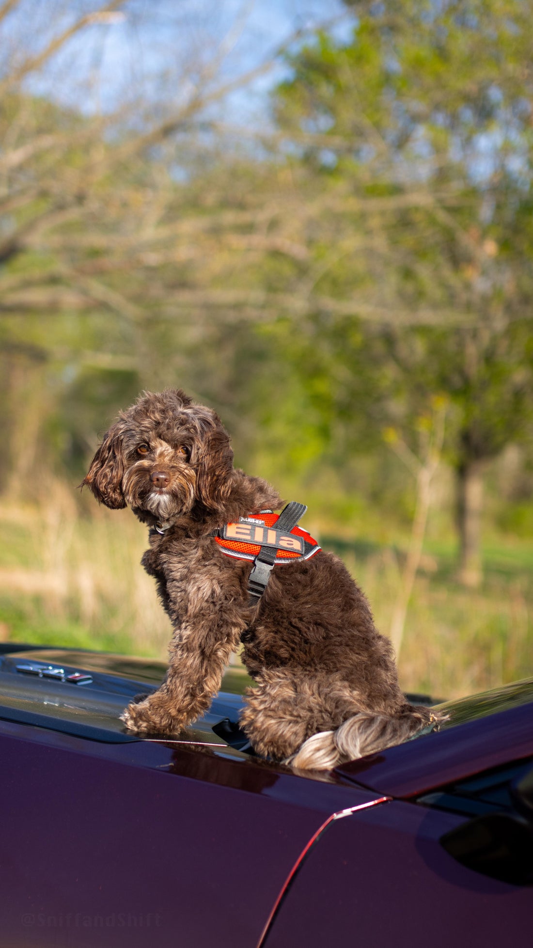 Happy National Puppy Day to our favorite copilots, Sniff and Shift on Instagram