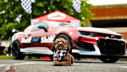 The wrapped Sniff and Shift Camaro, the K9 Cruiser, with the co-pilot dog at a car meet