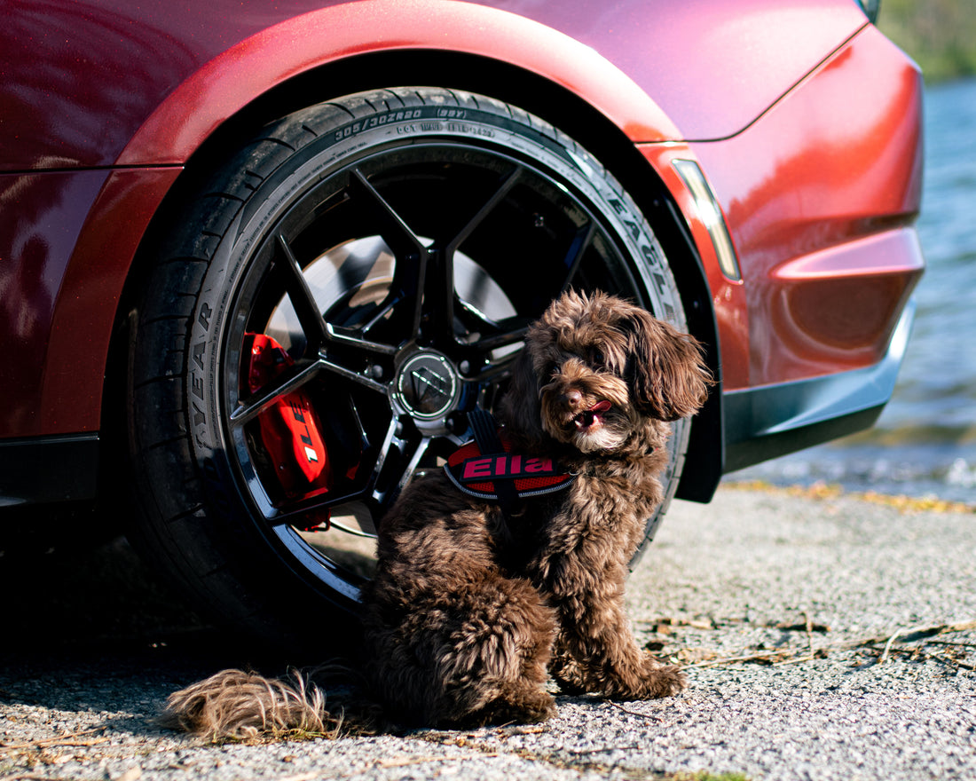 Ella sitting beside the red Camaro's wheel with the lake behind, wide